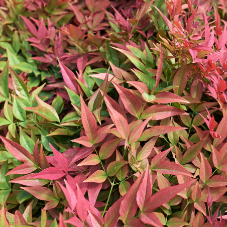 Nandina obsessed - Nandina obsessed