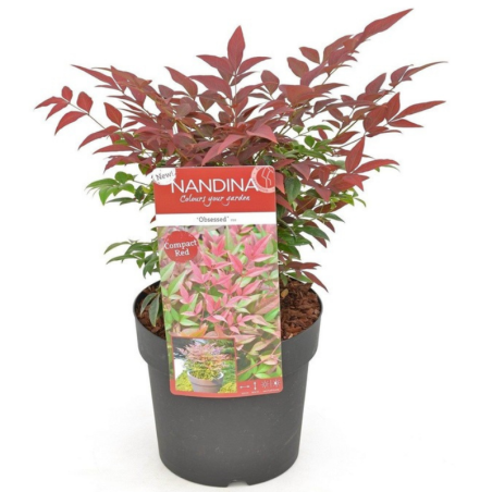 Nandina obsessed - Nandina obsessed