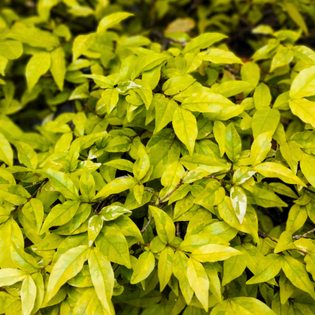 Nandina domestica lemon and lime - Nandina domestica lemon and lime