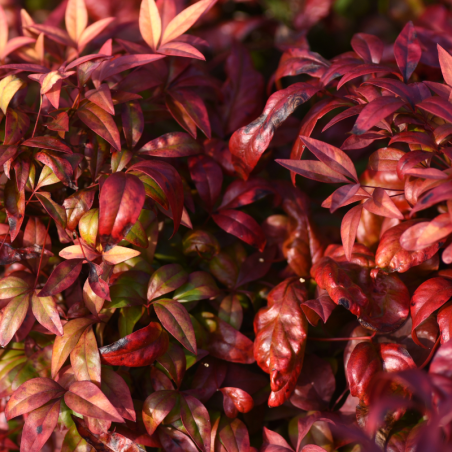 Nandina domestica obsessed - Nandina domestica obsessed