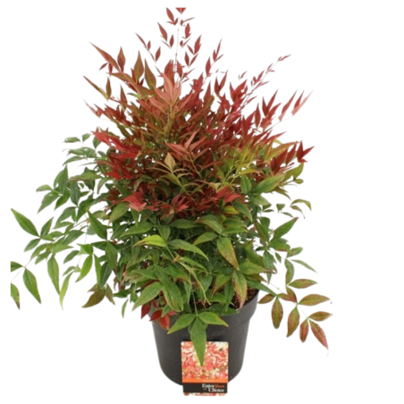 Nandina domestica obsessed - Nandina domestica obsessed