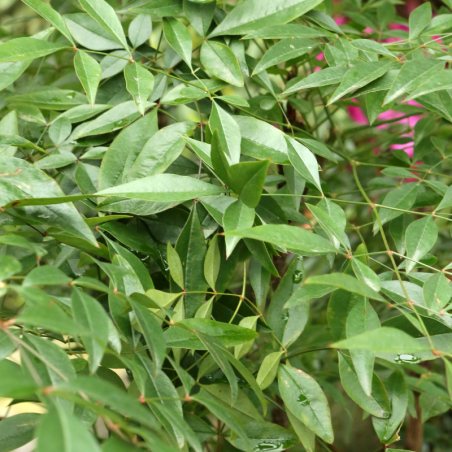 Nandina domestica twilight - Nandina domestica twilight