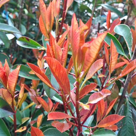 Photinia fraseri camilvy - Photinia fraseri camilvy