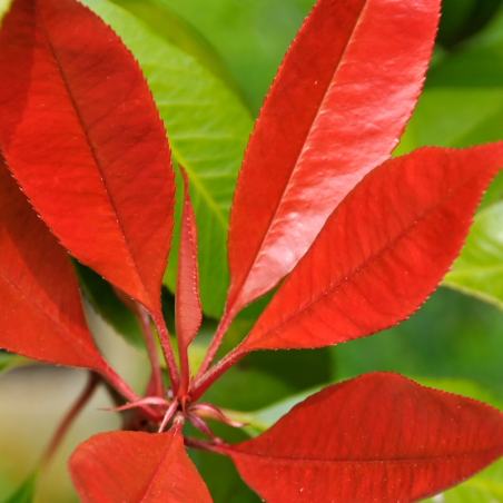 Photinia little red robin - Photinia little red robin