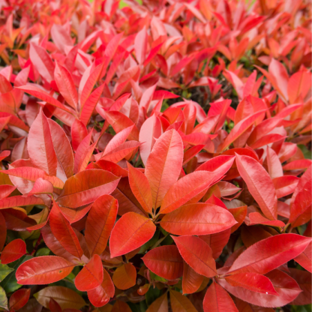 Photinia fraseri carre rouge - Photinia fraseri carre rouge