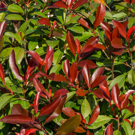 Photinia fraseri little red robin - Photinia fraseri little red robin