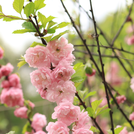 Laurier-cerise gl sinensis - Prunus gl sinensis