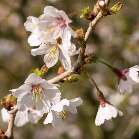 Laurier-cerise incisa yamadei - Prunus incisa yamadei