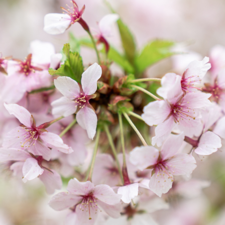 Laurier-cerise nipponica brillant - Prunus nipponica brillant