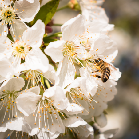 Laurier-cerise incisa kojou-no-mai - Prunus incisa kojou-no-mai