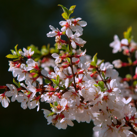 Laurier-cerise tomentosa - Prunus tomentosa