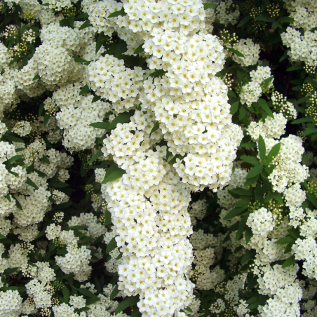 Spirée arguta - Spiraea arguta