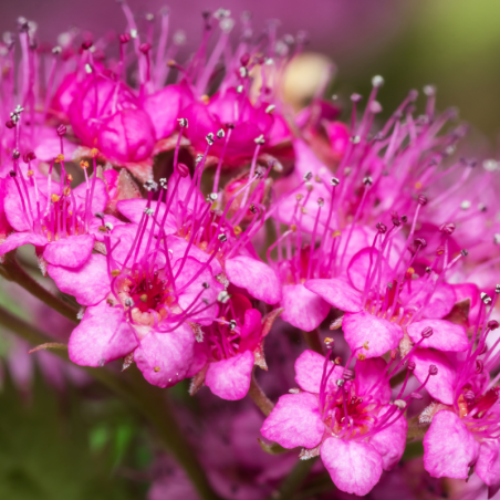 Spirée japonica crispa - Spiraea japonica crispa