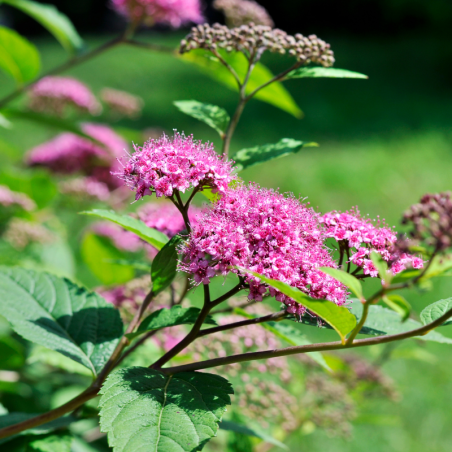 Spirée japonica goldflame - Spiraea japonica goldflame