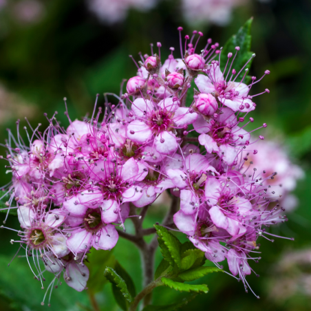 Spirée japonica little princess - Spiraea japonica little princess