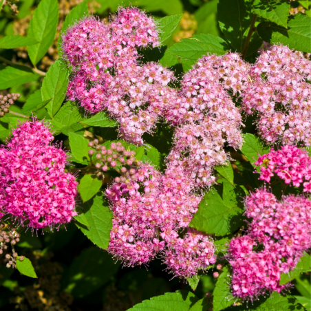 Spirée japonica sparkling carpet - Spiraea japonica sparkling carpet