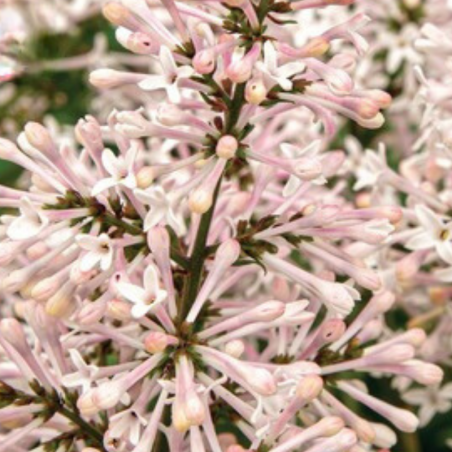 Lilas de Patula dream cloud - Syringa patula dream cloud