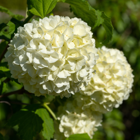 Viorne obier - Viburnum opulus