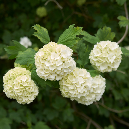 Viorne op roseum - Viburnum op roseum