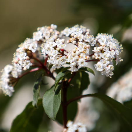 Viorne tin - Viburnum tinus