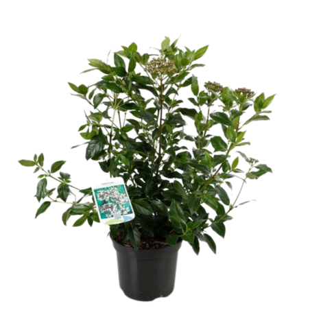 Viorne tin - Viburnum tinus