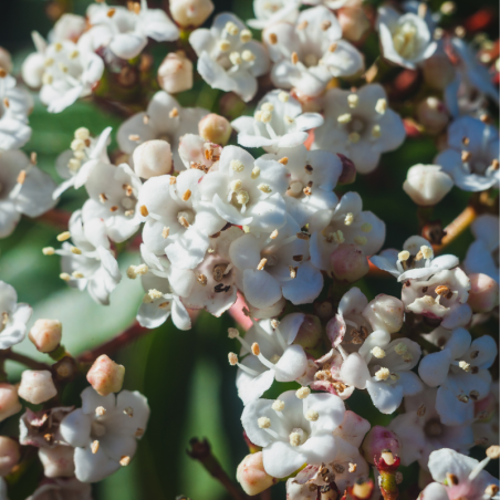 Viorne tin eve price - Viburnum tinus eve price