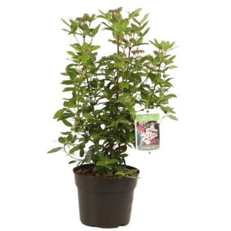 Viorne tin eve price - Viburnum tinus eve price