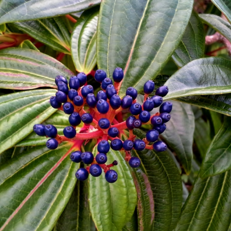 Viorne davidii - Viburnum davidii