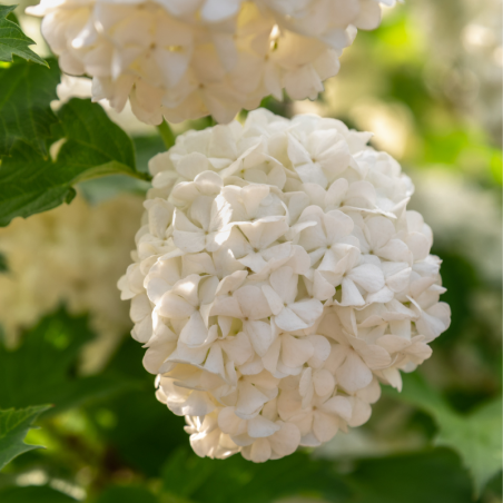 Viorne obier roseum - Viburnum opulus roseum