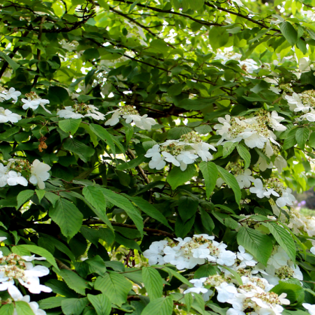 Viorne plissée mariesii - Viburnum plicatum mariesii