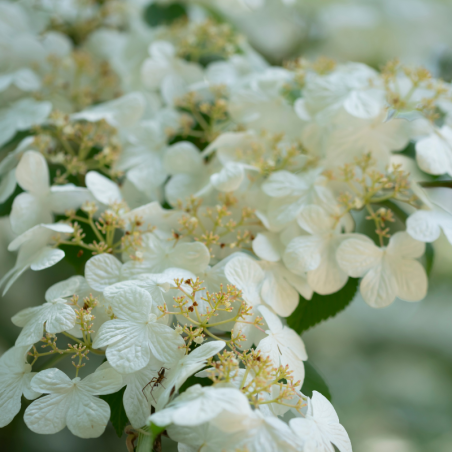 Viorne plissée watanabe - Viburnum plicatum watanabe