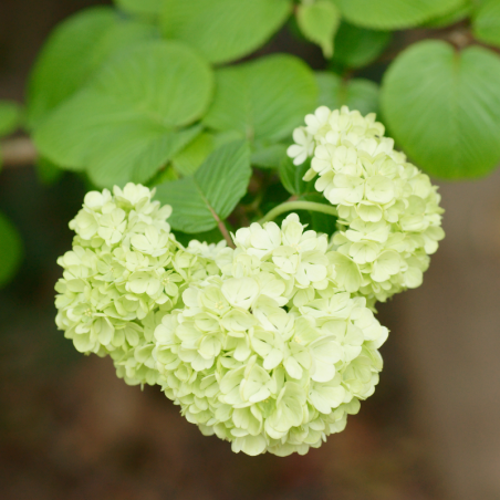 Viorne plissée newport - Viburnum plic newport