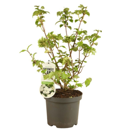 Viorne plissée newport - Viburnum plic newport