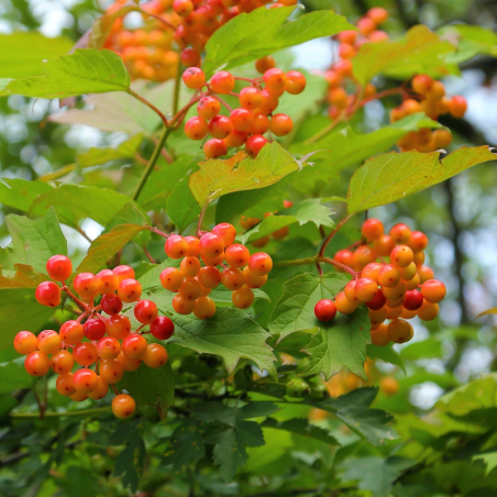 Viorne obier compactum - Viburnum opulus compactum