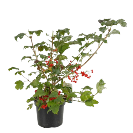 Viorne obier compactum - Viburnum opulus compactum