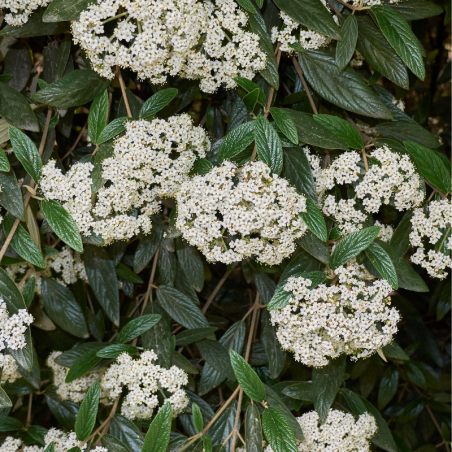 Viorne rhytidophyllum - Viburnum rhytidophyllum