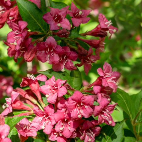 Weigela bristol ruby - Weigela bristol ruby