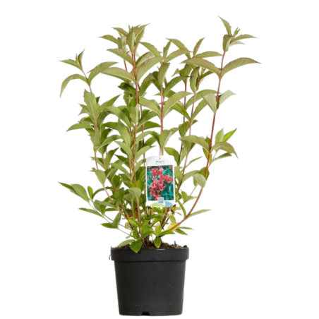 Weigela bristol ruby - Weigela bristol ruby