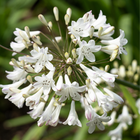 Weigela candida - Weigela candida