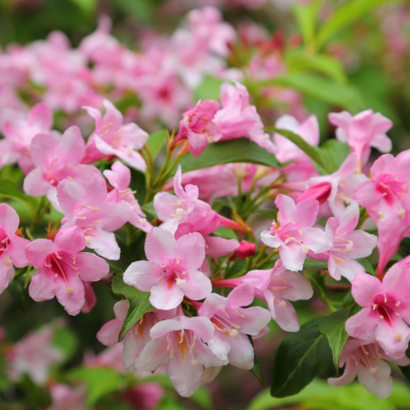 Weigela carnaval - Weigela carnaval