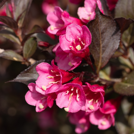 Weigela florida minor black - Weigela florida minor black