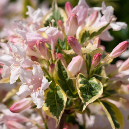 Weigela florida monet - Weigela florida monet