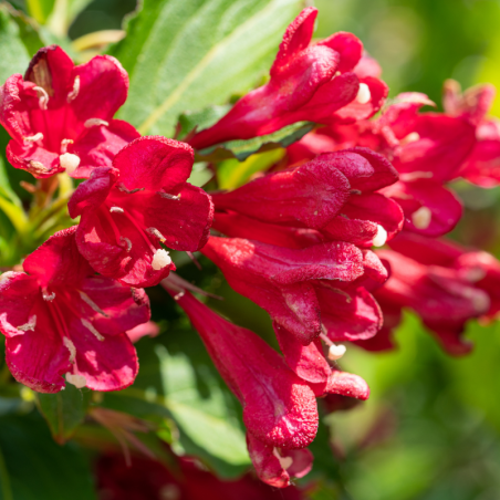 Weigela nain rouge - Weigela nain rouge