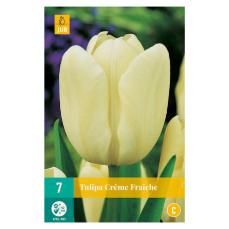 7 bulbes Tulipes Crème Fraiche