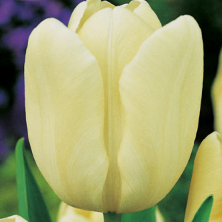 7 bulbes Tulipes Crème Fraiche