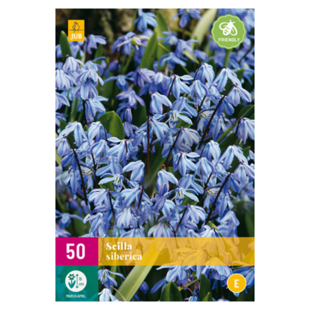 50 Bulbes Scilla Siberica