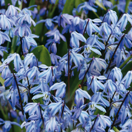 50 Bulbes Scilla Siberica