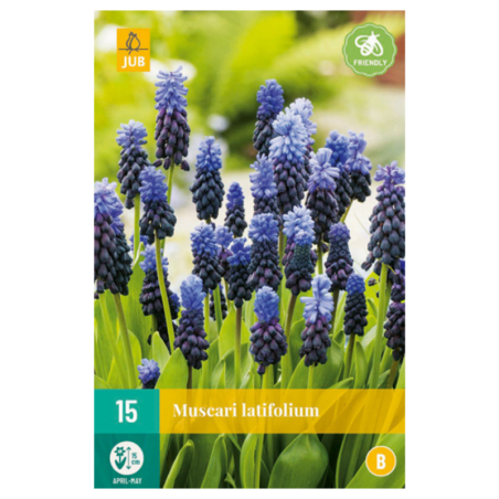 15 Bulbes Muscari Latifolium