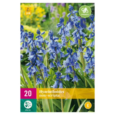 20 Bulbes Hyacinthoides Non Scripta