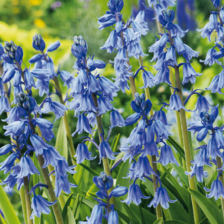 20 Bulbes Hyacinthoides Non Scripta